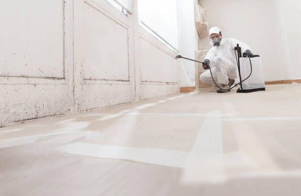 Black mold remediation team in Erwinna